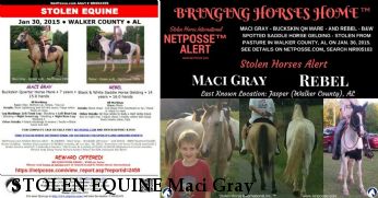 STOLEN EQUINE Maci Gray & Rebel, REWARD Near Jasper, AL, 35504